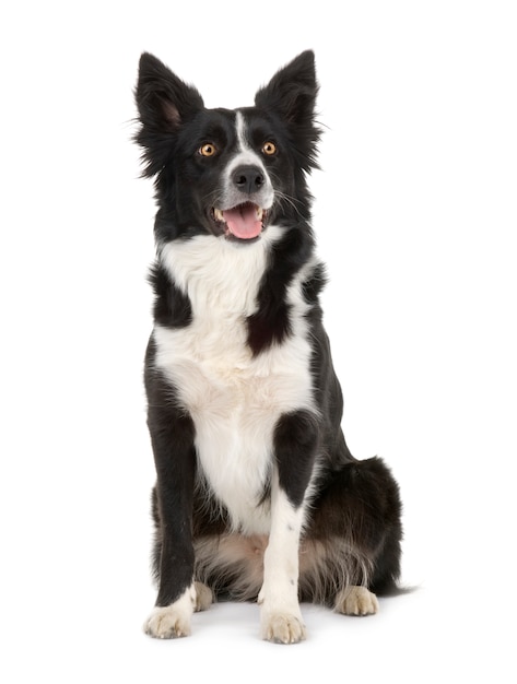 Border Collie pozowanie. Portret psa na białym tle