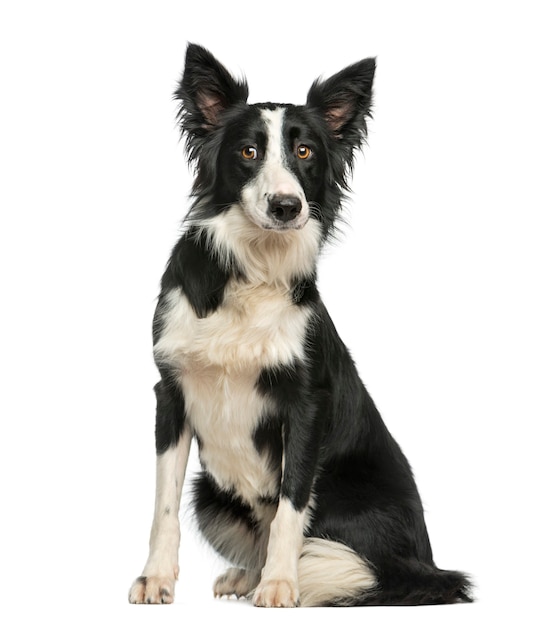 Border Collie siedzący przed białą ścianą