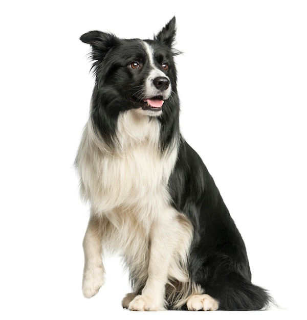 Border Collie siedzący przed białą ścianą