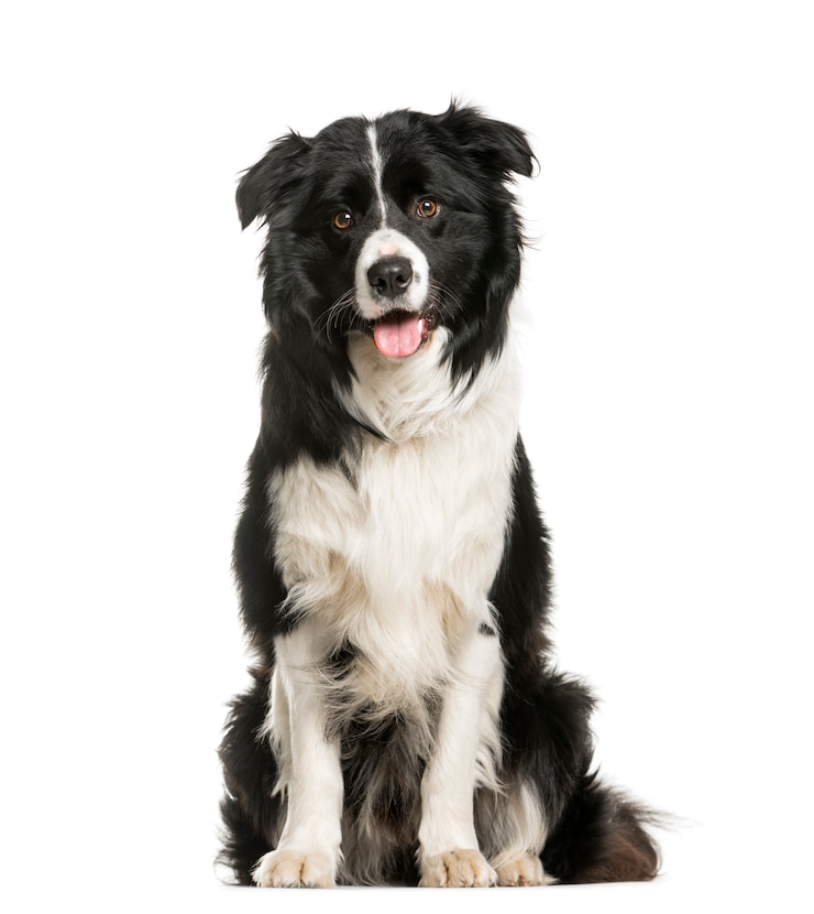 Zdjęcie border collie siedzi i dyszy