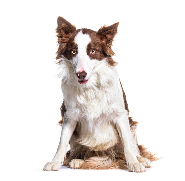 Border collie siedzi na białym tle