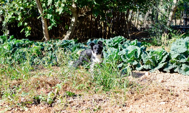 Border collie szczeniak między roślinami w sadzie.