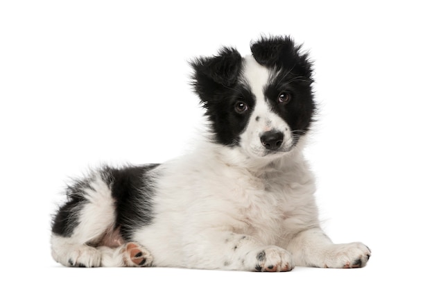 Border collie szczeniak na białym tle