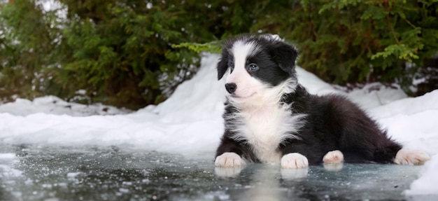 Border collie szczeniak przed białym tle