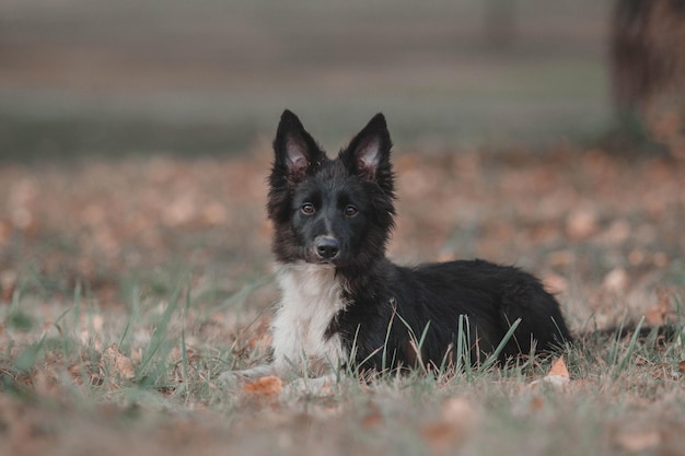 Zdjęcie border collie szczeniak