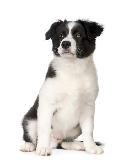 Border Collie szczeniaka psa portret odizolowywający