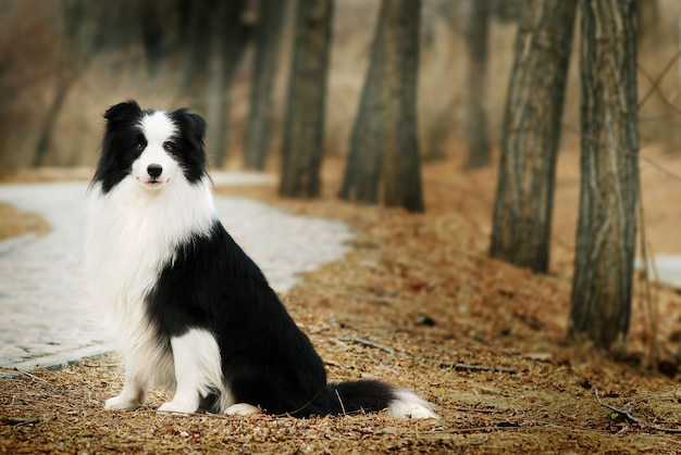 Zdjęcie border collie w golden wood