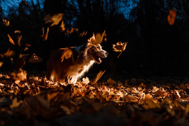 Border Collie W Jesiennych Liściach W Nocy