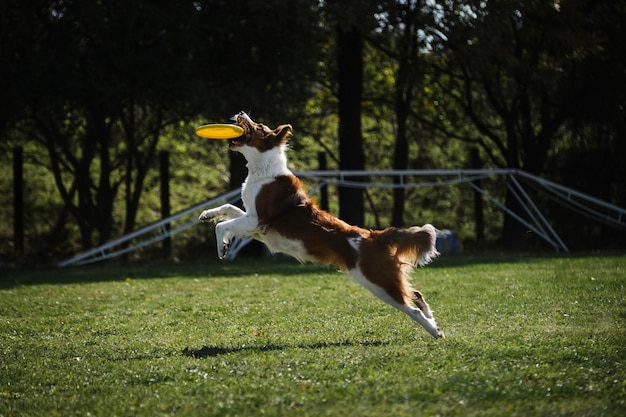 border collie w kolorze czerwonym sobolowym podskakuje i łapie w locie latający spodek