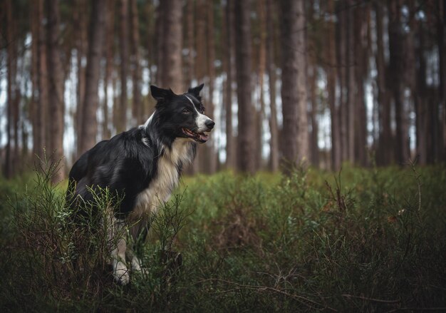 Zdjęcie border collie w lesie