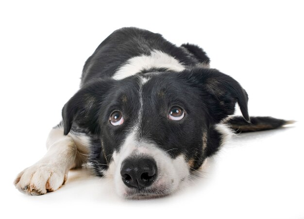 Border Collie W Studio