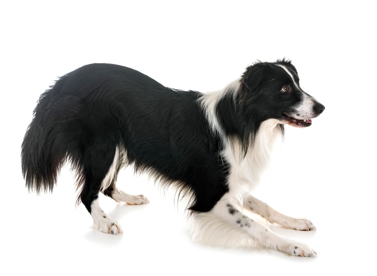 Zdjęcie border collie w studio
