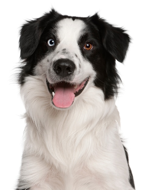 Border Collie w wieku 14 miesięcy. Portret psa na białym tle