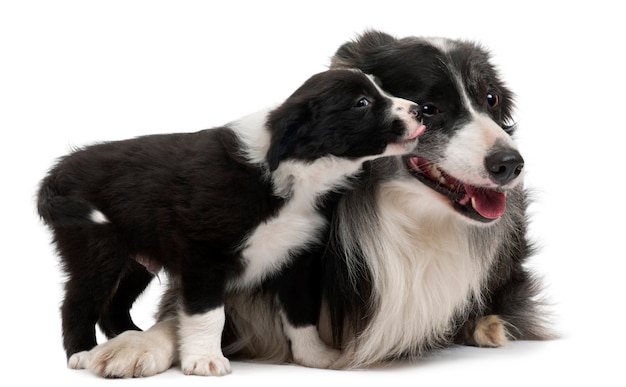 Border Collie współdziałają