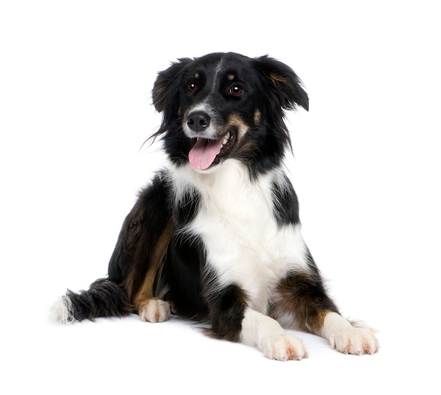 Border Collie z 1,5 roku. Portret psa na białym tle
