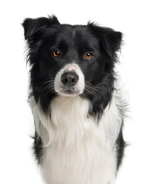 Border Collie Z 3 Latami. Portret Psa Na Białym Tle