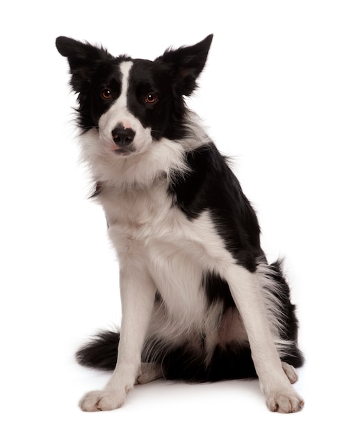 Border collie z 3 latami. Portret psa na białym tle