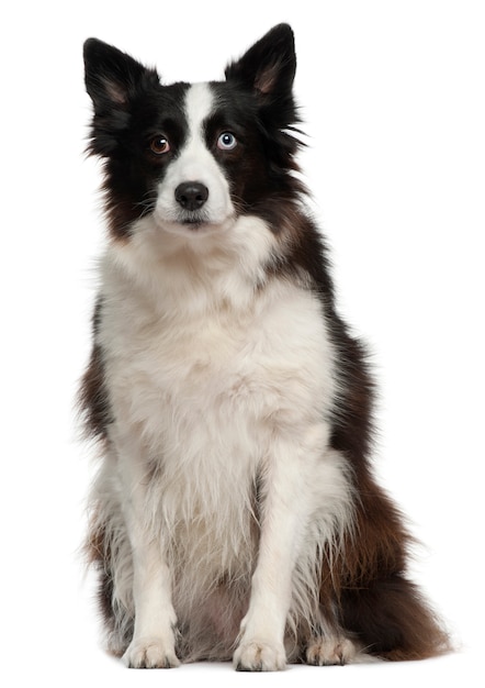 Border collie