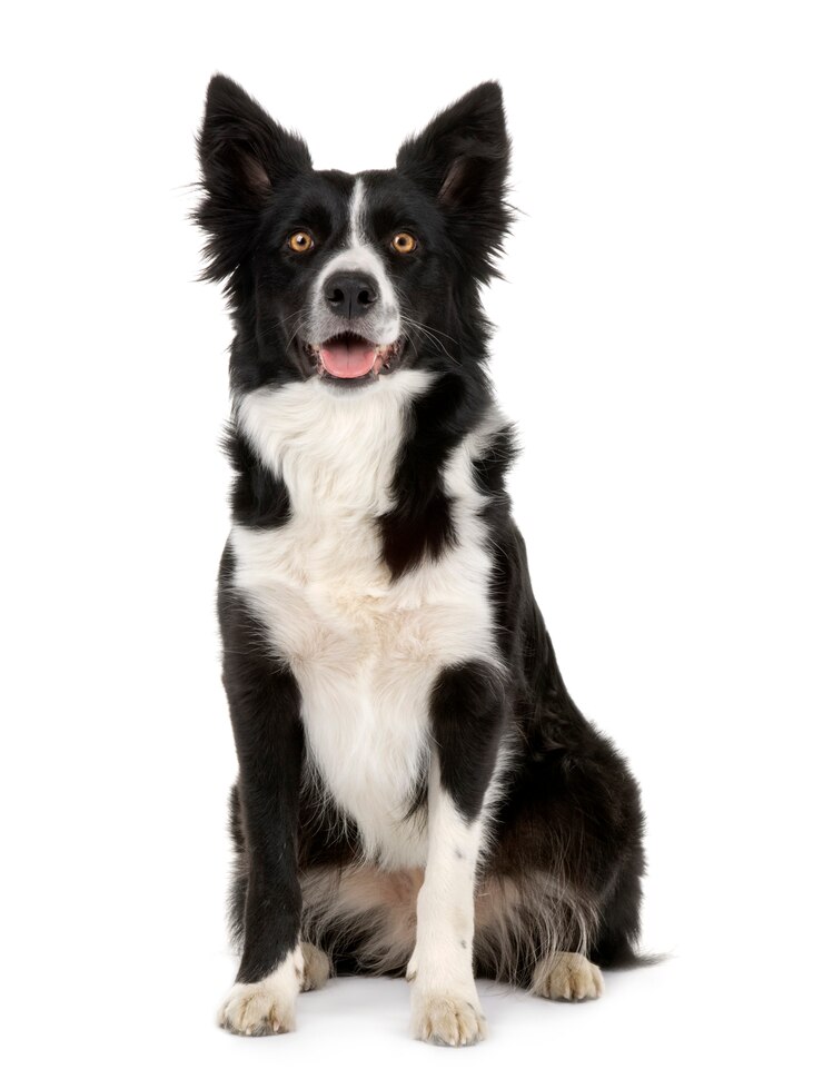 Zdjęcie border collie ()
