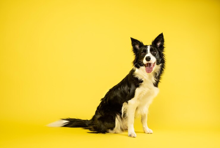 Border collie