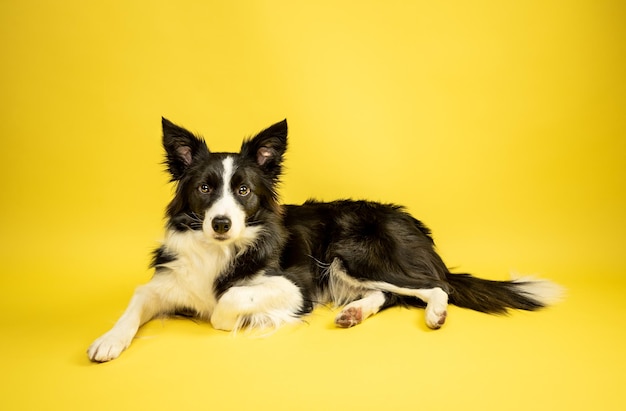 Zdjęcie border collie