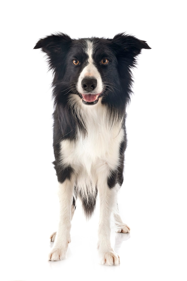Zdjęcie border collie