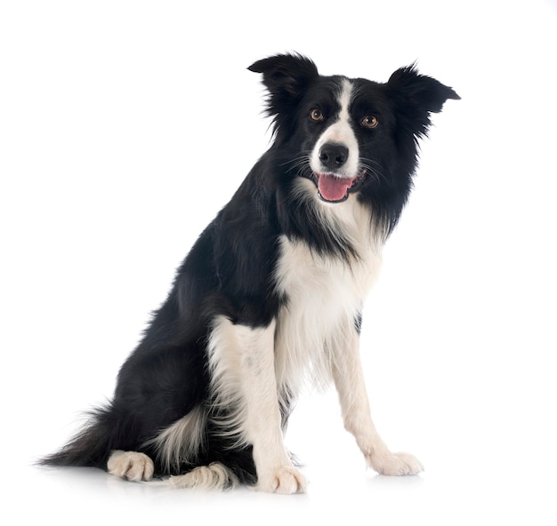 Border collie