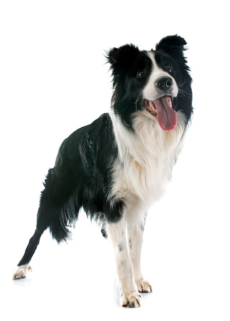 border collie