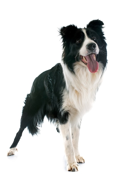 Border Collie