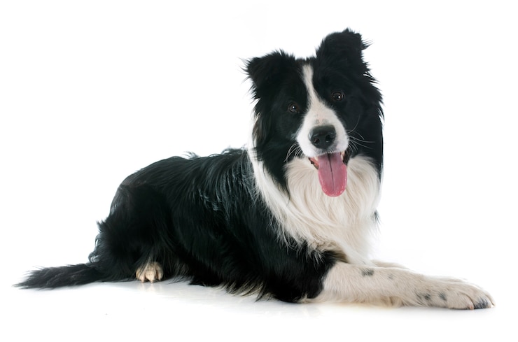 Zdjęcie border collie