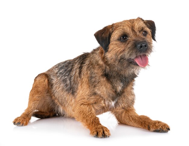 border terrier na białym tle