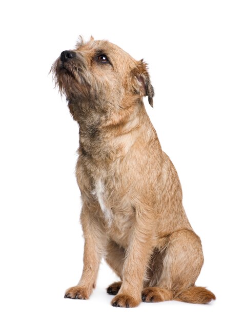 Border Terrier Pies Portret Na Białym Tle