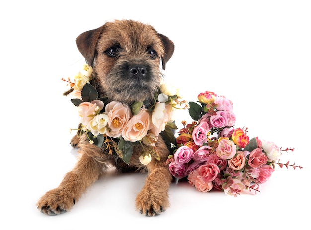 Border Terrier