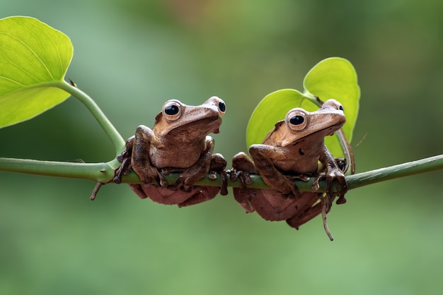 Borneo Uszate żaby Na Gałęzi Drzewa