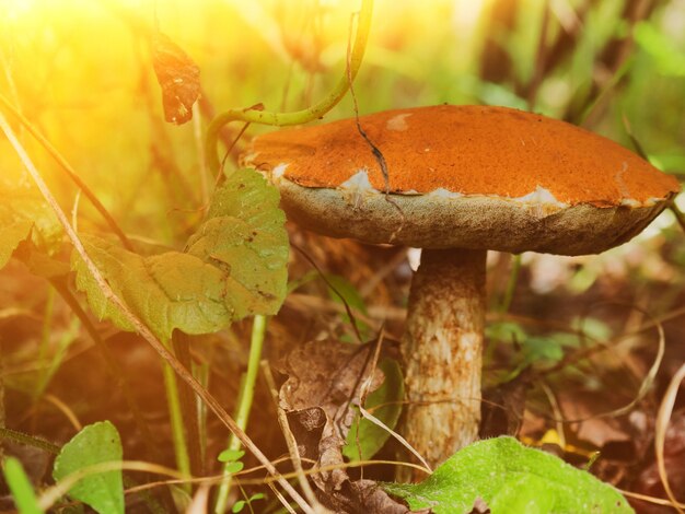 Borowik jadalny z czerwoną czapką na białej nodze w letnim lesie. Szukaj grzybów