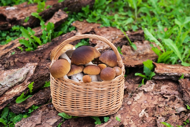 Borowik w koszu na korze i zielonej trawie