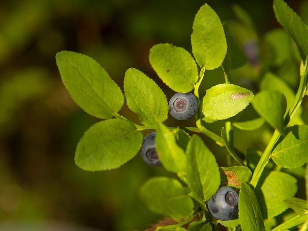 Borówka zwyczajna Vaccinium myrtillus Zbliżenie krzaka borówki z dojrzałymi jagodami w lesie