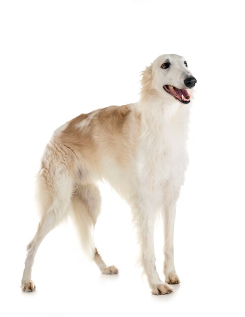 Borzoi w studio