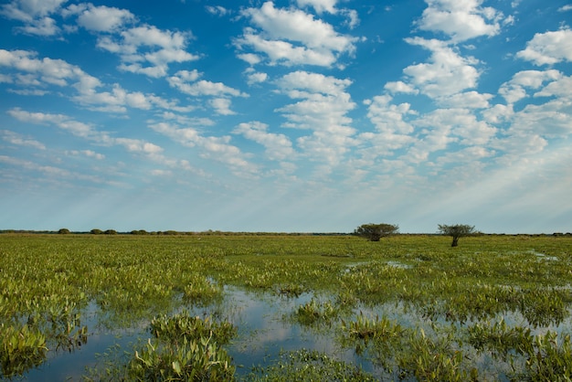 Zdjęcie boskie światło na polach brazylijskich pantanal (mokradeł), w stanie mato grosso do sul, w środkowo-zachodnim regionie kraju