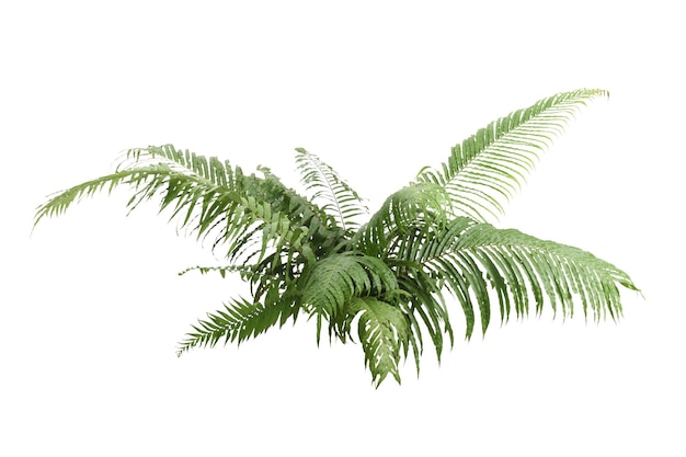 Boston Fern Nazwa naukowa Nephrolepis exaltata L Schott na białym tle