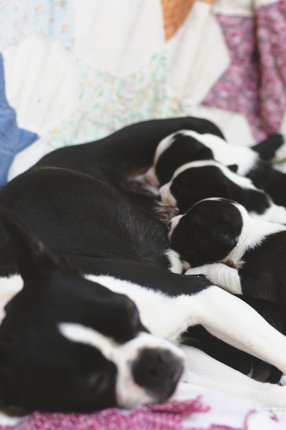 Boston Terrier Matki Pielęgniarskiej Pups