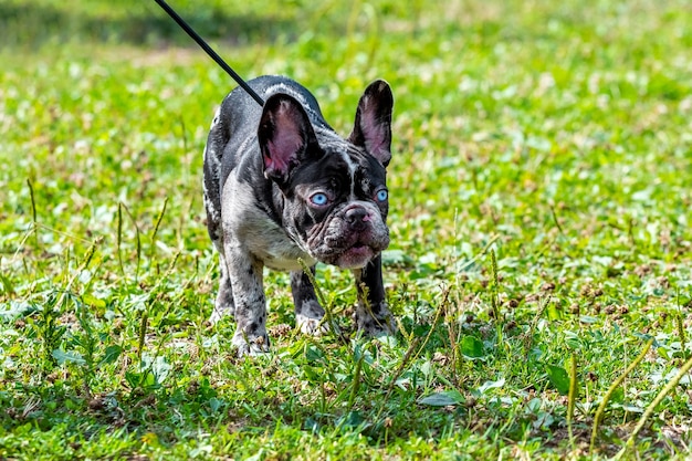 Boston Terrier Pies Na Smyczy W Parku Na Trawie Podczas Spaceru. Wściekły Pies O śmiesznym Spojrzeniu