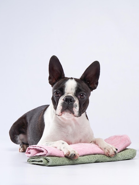 Boston terrier położył łapy na ręczniku Pielęgnacja psa Salon kosmetyczny dla zwierząt