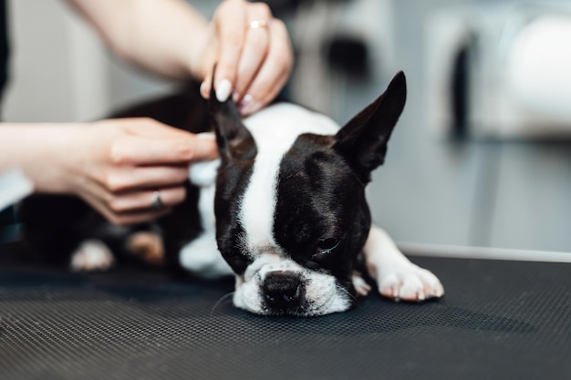 Boston Terrier W Salonie Fryzjerskim.