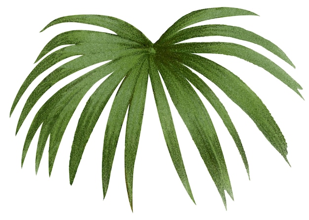 Botaniczna naklejka z liściami palm png estetyczna tropikalna sztuka klipowa przezroczyste tło