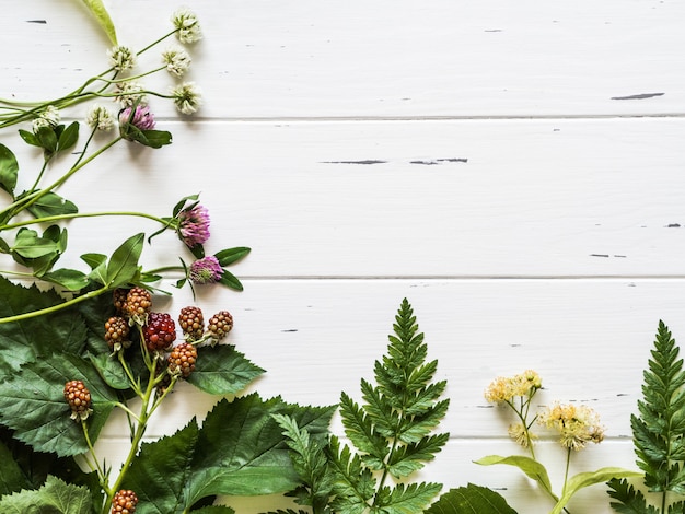 Botaniczna rama jeżyna, rumianek, kwiat lipy, koniczyna na tle drewna. Mieszkanie świeckich skład ze świeżych dzikich ziół i kwiatów na widok z góry rustykalne białe tło