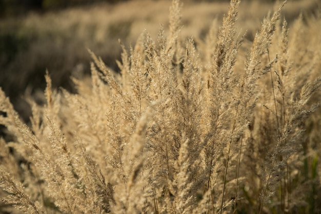 Botaniczne tło jesiennej suchej trawy w polu Miejsce na kopię przestrzeni