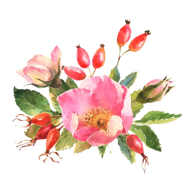 Botaniczny kwiat dzikiej róży akwarela akwarela bukiet z dzikiej róży kwiaty liście i jagody strony