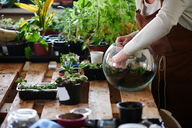 Botanika. Kobieta kwiaciarnia uprawia rośliny domowe i kwiaty. Zrób mini terrarium