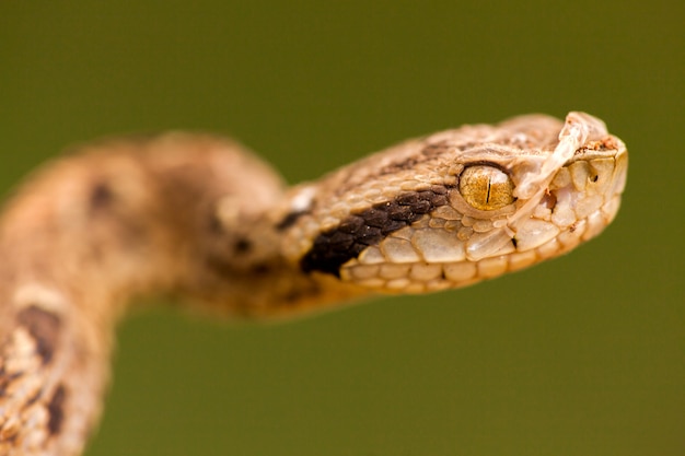 Bothrops Jararaca Close - Wysoka Szczegółowość